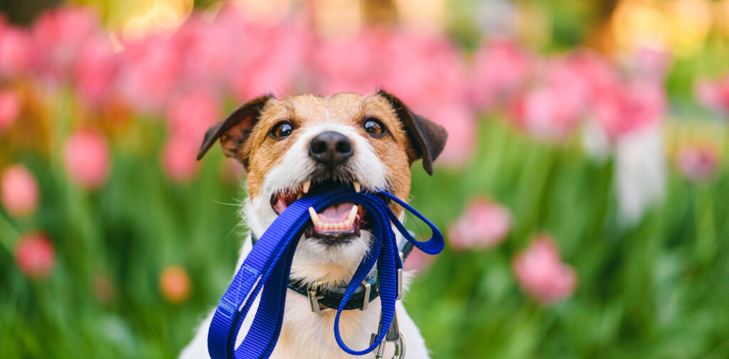 Jack Russell Terrier holding leash with colorful flower bed at background