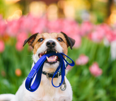 Jack Russell Terrier holding leash with colorful flower bed at background