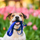 Jack Russell Terrier holding leash with colorful flower bed at background
