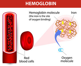 molecule haemoglobin. Each haemoglobin molecule can bind with 4 oxygen molecules. Vector diagram.