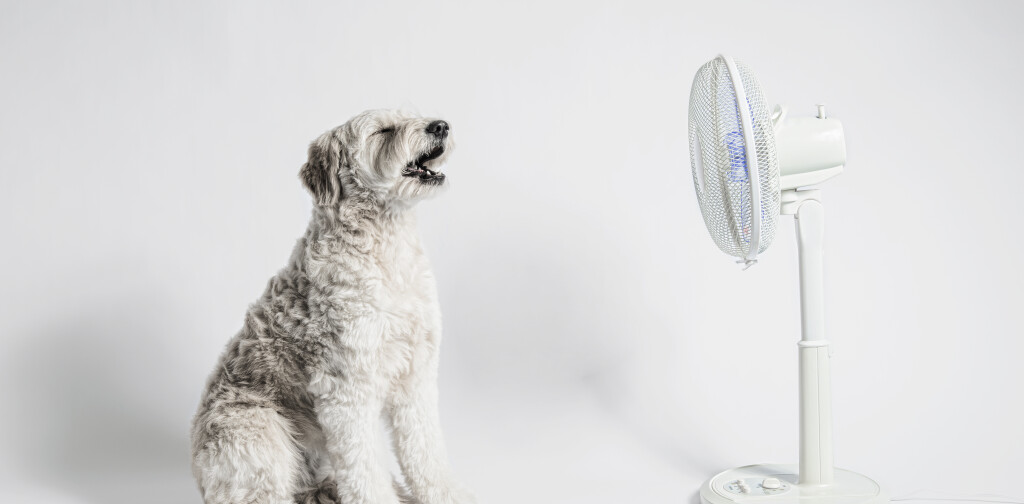 The dog and fan in the white back.