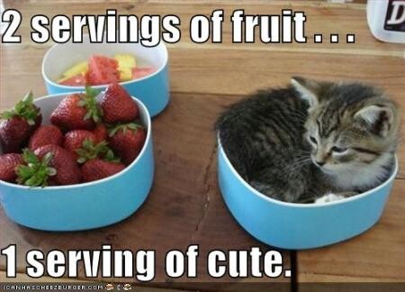 cats and food