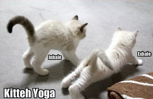 Cat yoga