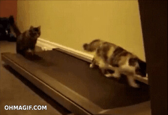 cat on a treadmill