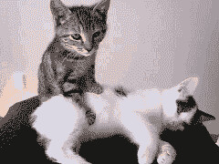 kitty_massage