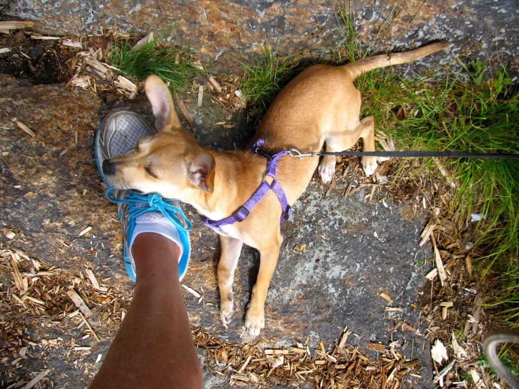 dog for fitness